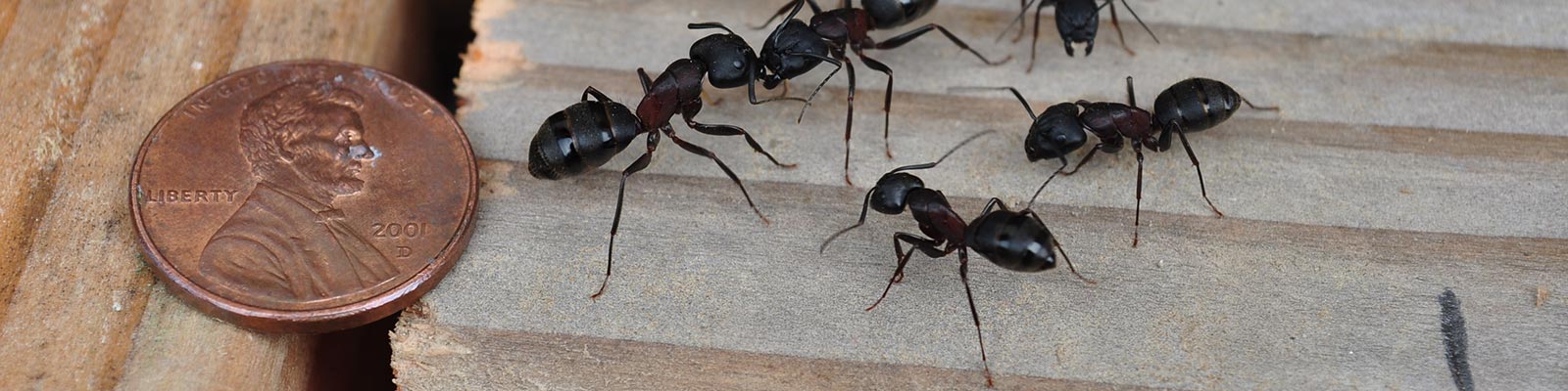 Carpenter Ants Being Exterminated From Home