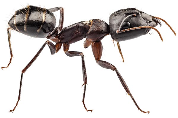 Carpenter Ant Causing Damage to House